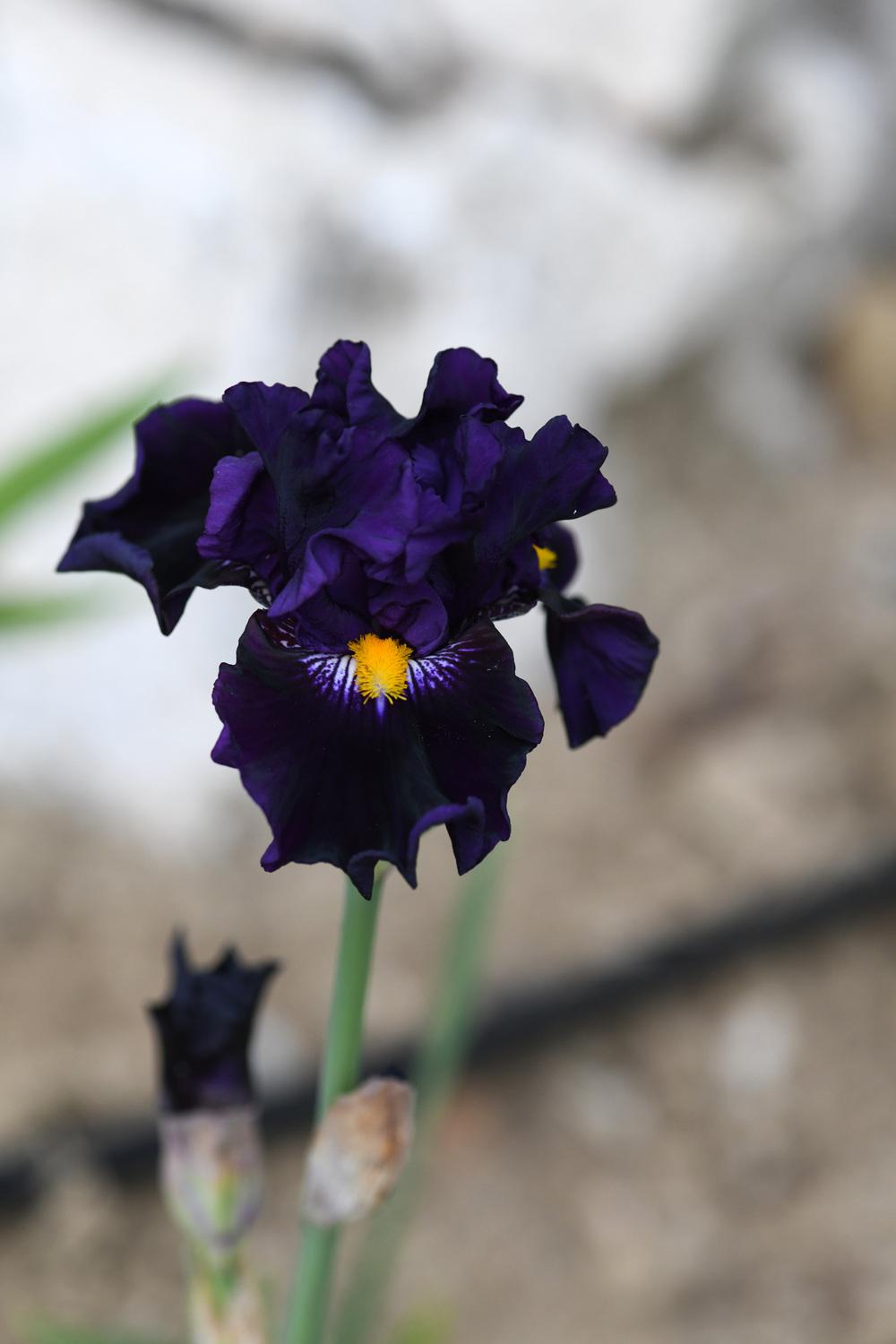 Photo of Border Bearded Iris (Iris 'Lady of the Night') uploaded by cliftoncat