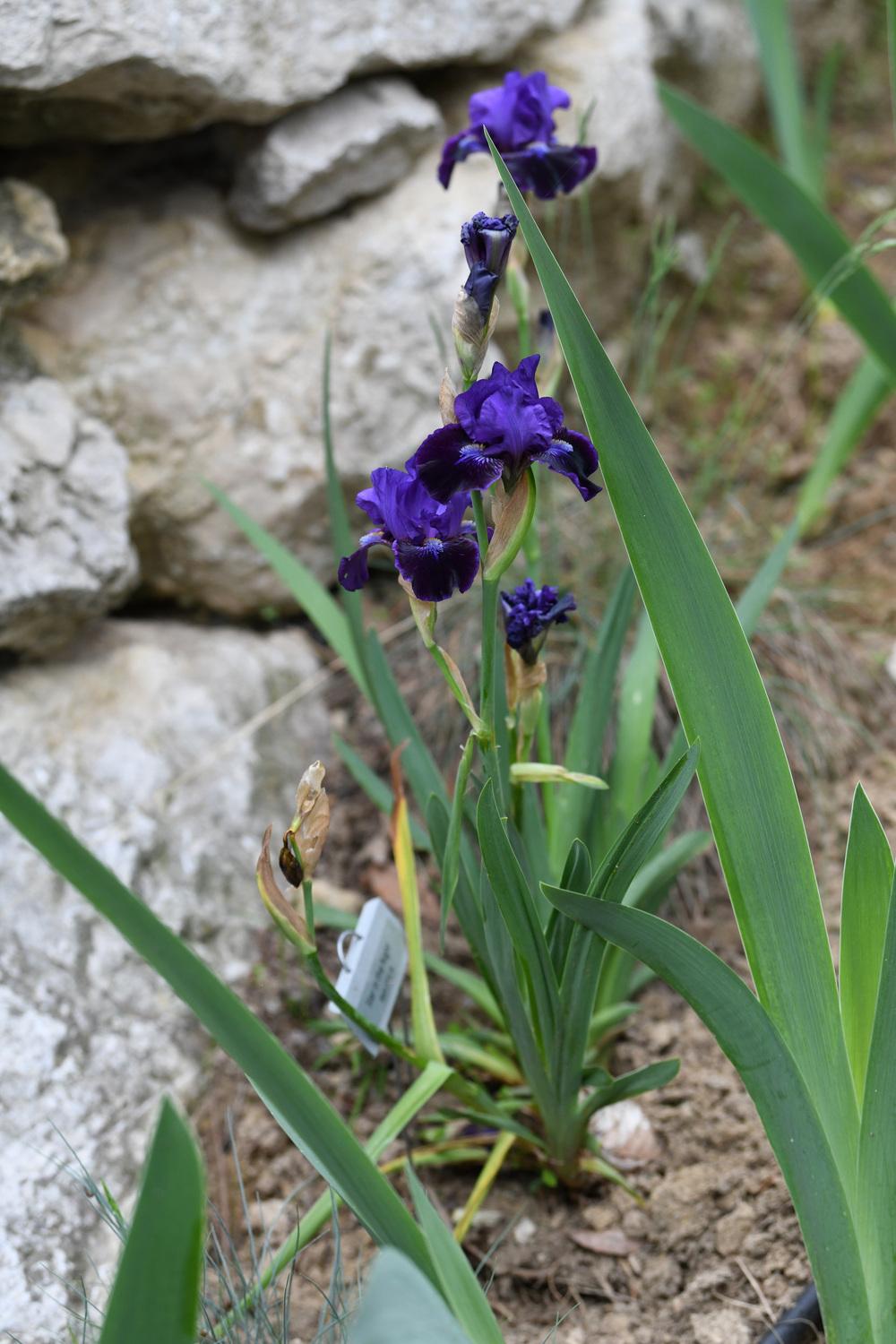 Photo of Intermediate Bearded Iris (Iris 'Star in the Night') uploaded by cliftoncat
