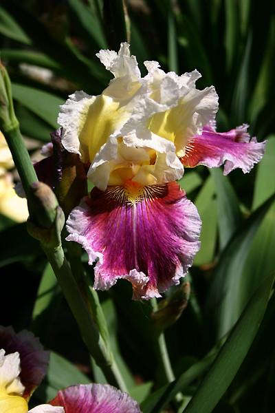 Photo of Tall Bearded Iris (Iris 'Dawn Eternal') uploaded by loosertora