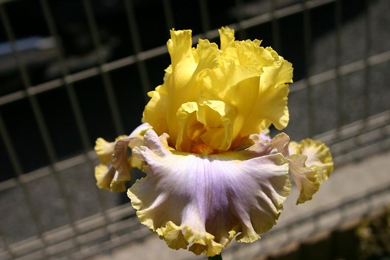 Photo of Tall Bearded Iris (Iris 'Catwalk Queen') uploaded by loosertora