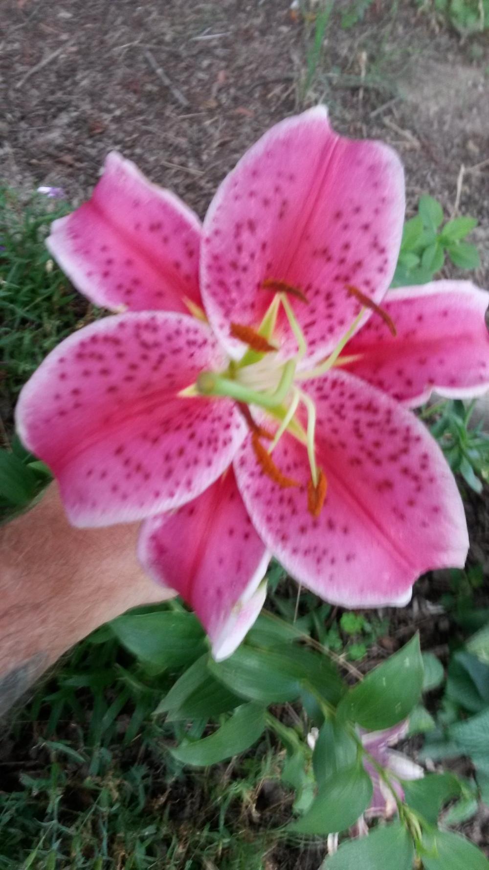 Photo of Lilies (Lilium) uploaded by thomasjones2266