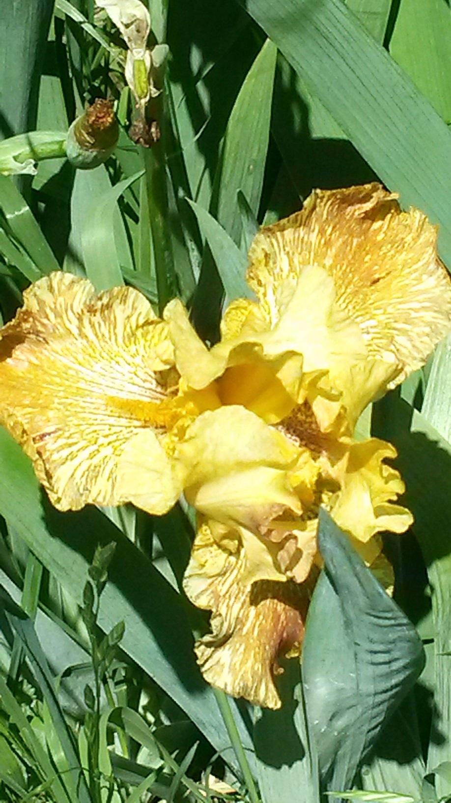 Photo of Irises (Iris) uploaded by thomasjones2266