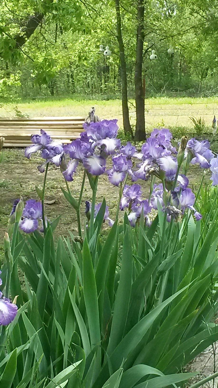 Photo of Irises (Iris) uploaded by thomasjones2266