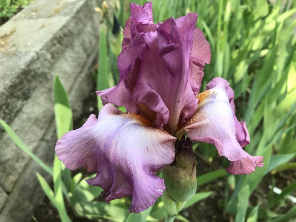 Photo of Tall Bearded Iris (Iris 'Ain't Misbehavin'') uploaded by urania1