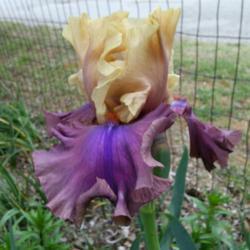 Location: My Caffeinated Garden, Grapevine, TX
Date: April 2018
First year to show off its colours in my garden.