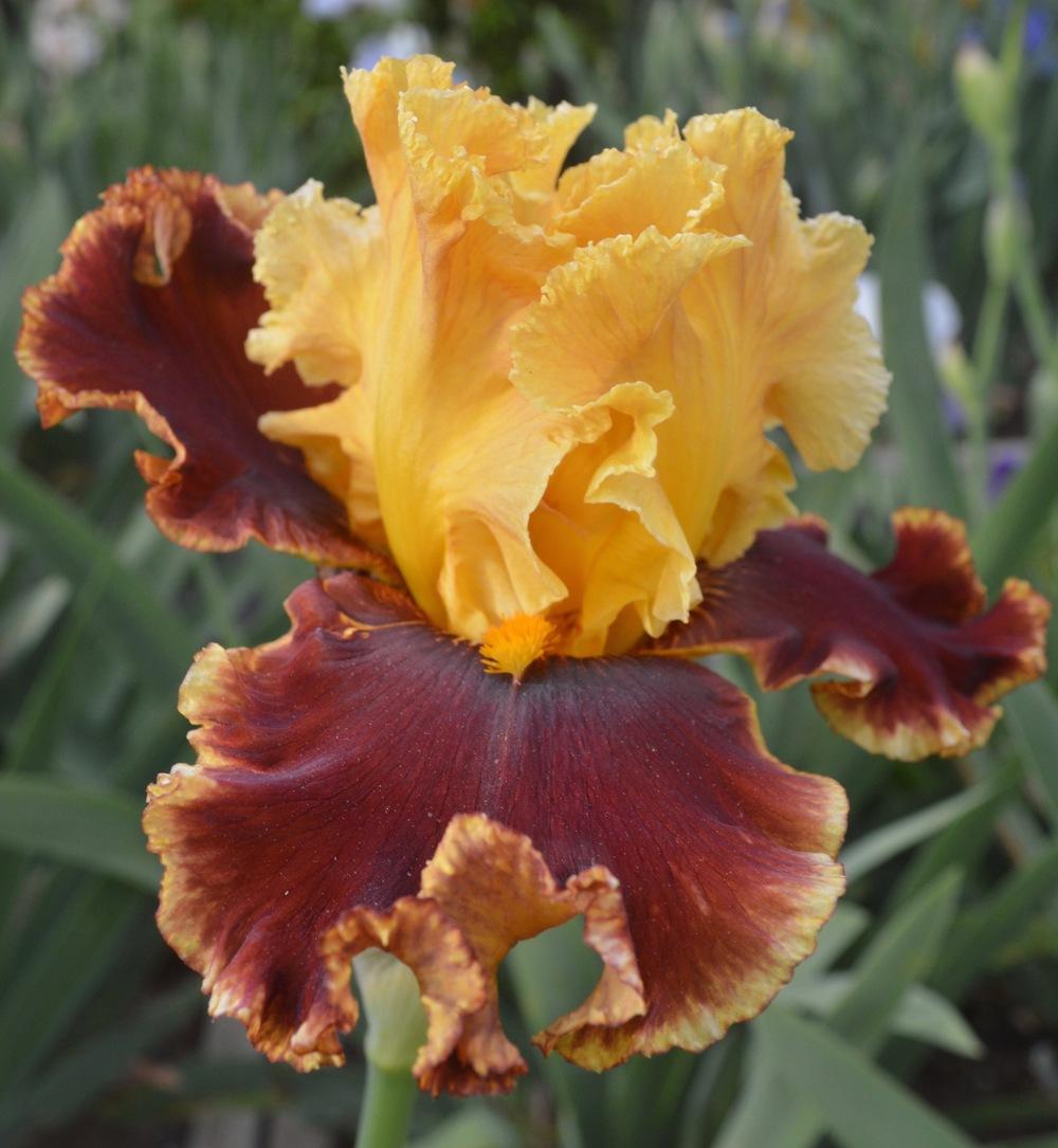 Photo of Tall Bearded Iris (Iris 'Stop the Traffic') uploaded by AndreaD