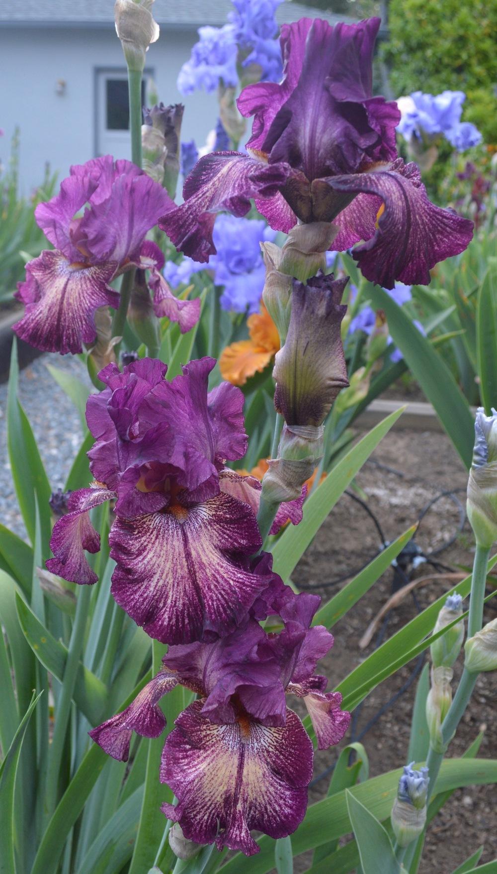 Photo of Tall Bearded Iris (Iris 'Power Surge') uploaded by AndreaD