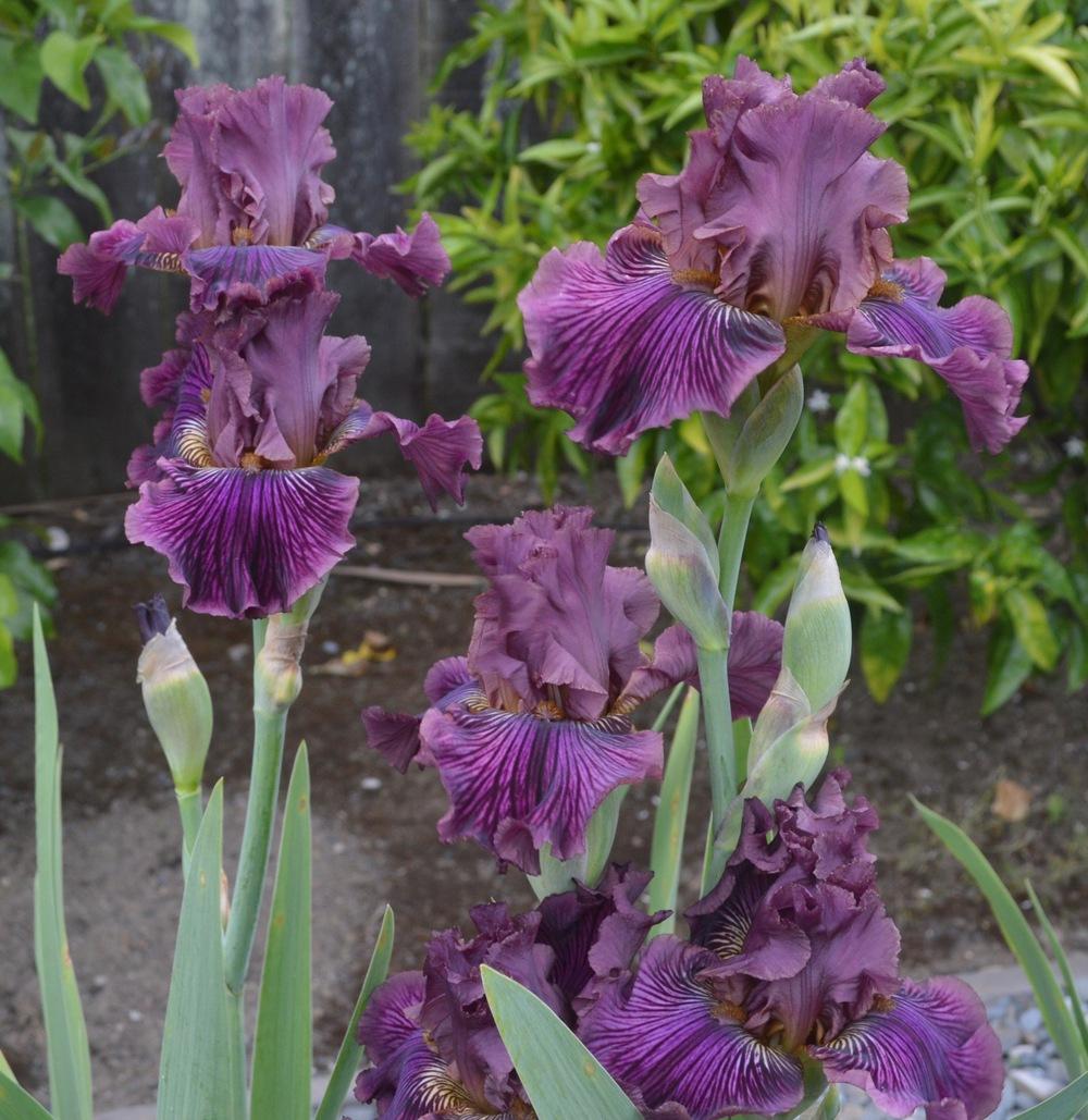 Photo of Tall Bearded Iris (Iris 'Dragon King') uploaded by AndreaD