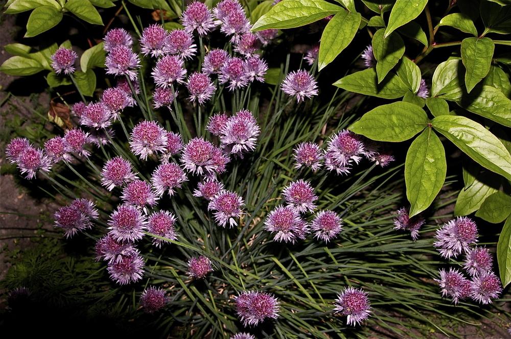 Photo of Chives (Allium schoenoprasum) uploaded by Fleur569