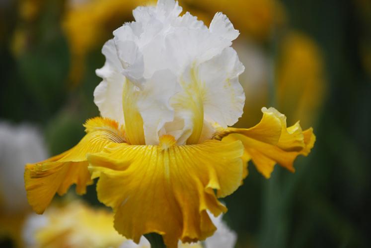 Photo of Tall Bearded Iris (Iris 'Neutron Dance') uploaded by Joy
