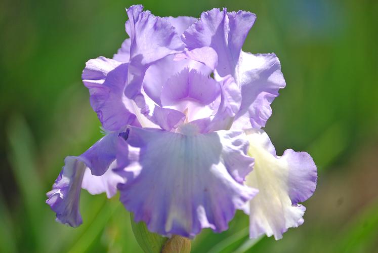 Photo of Tall Bearded Iris (Iris 'Mary Frances') uploaded by Joy