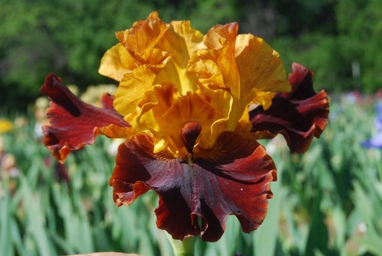 Photo of Tall Bearded Iris (Iris 'Solar Fire') uploaded by Joy