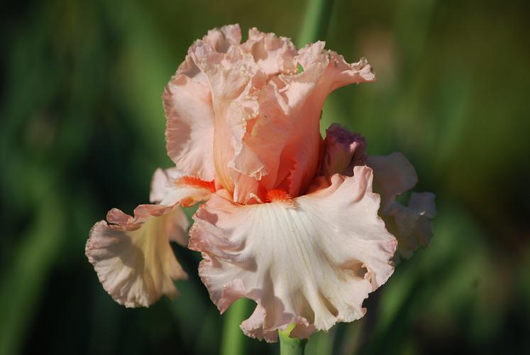 Photo of Tall Bearded Iris (Iris 'Picture Book') uploaded by Joy
