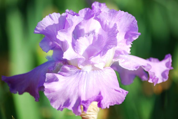 Photo of Tall Bearded Iris (Iris 'Spring Image') uploaded by Joy