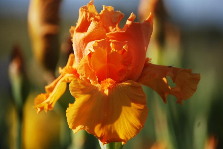 Photo of Tall Bearded Iris (Iris 'Savannah Sunset') uploaded by Joy