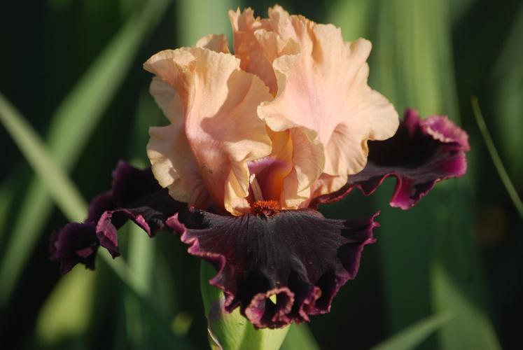 Photo of Tall Bearded Iris (Iris 'Prague') uploaded by Joy