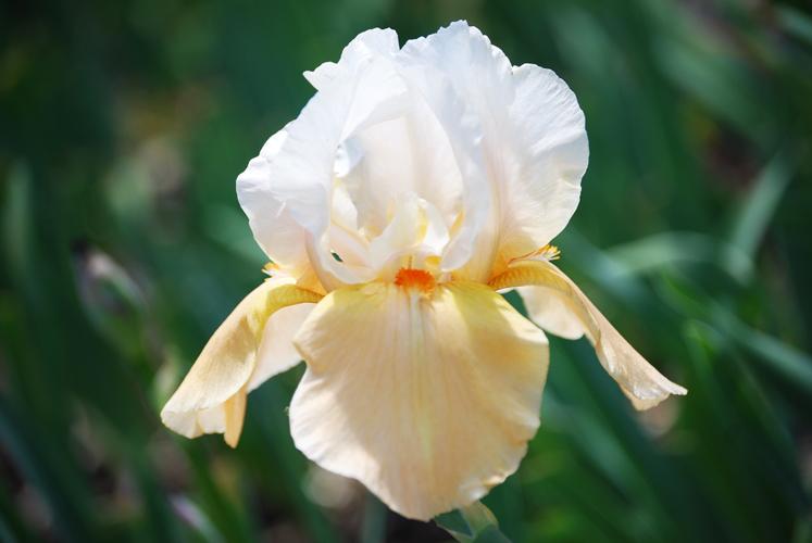 Photo of Tall Bearded Iris (Iris 'Invitation') uploaded by Joy