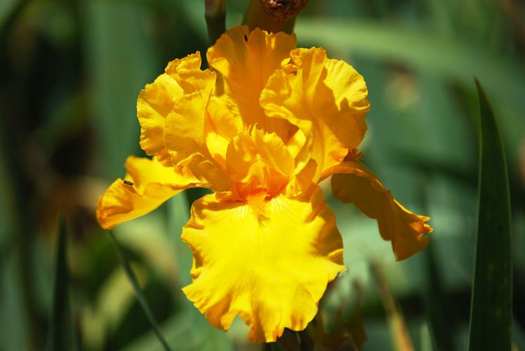 Photo of Tall Bearded Iris (Iris 'Pure as Gold') uploaded by Joy
