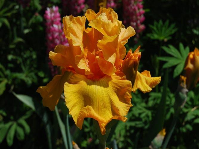 Photo of Tall Bearded Iris (Iris 'Tumalo Sunset') uploaded by Joy