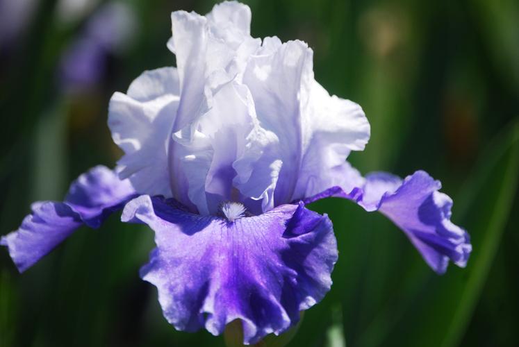 Photo of Tall Bearded Iris (Iris 'Mariposa Skies') uploaded by Joy