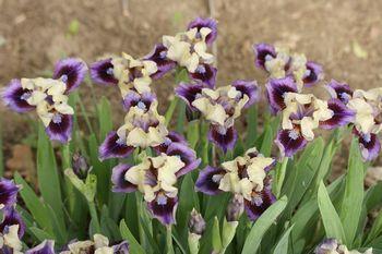 Photo of Standard Dwarf Bearded Iris (Iris 'Abuzz with Charm') uploaded by Joy