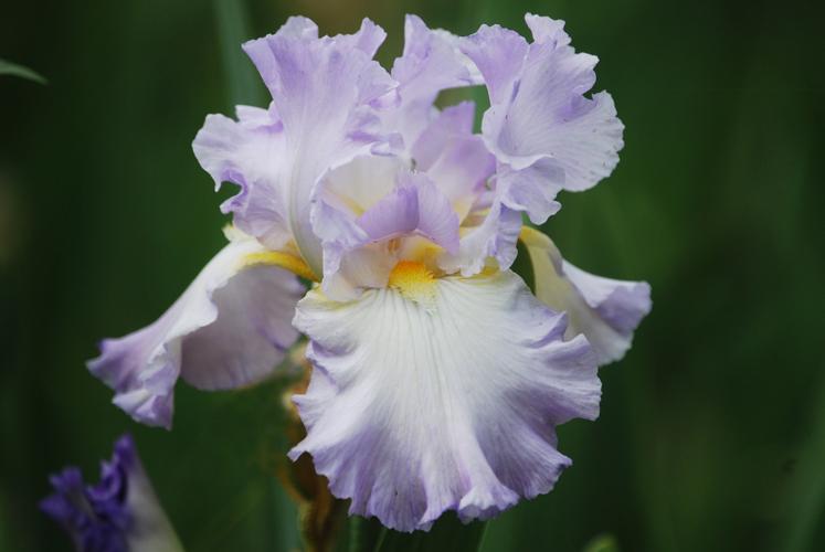Photo of Tall Bearded Iris (Iris 'Sharlee') uploaded by Joy