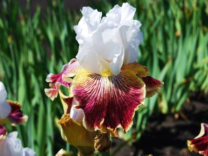 Photo of Tall Bearded Iris (Iris 'Scatterbrain') uploaded by Joy