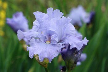 Photo of Tall Bearded Iris (Iris 'Babbling Brook') uploaded by Joy