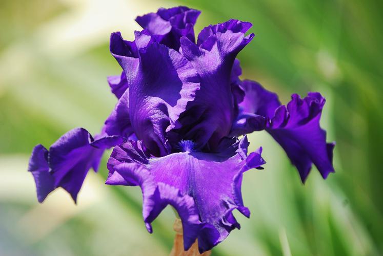 Photo of Tall Bearded Iris (Iris 'Purple Ritz') uploaded by Joy