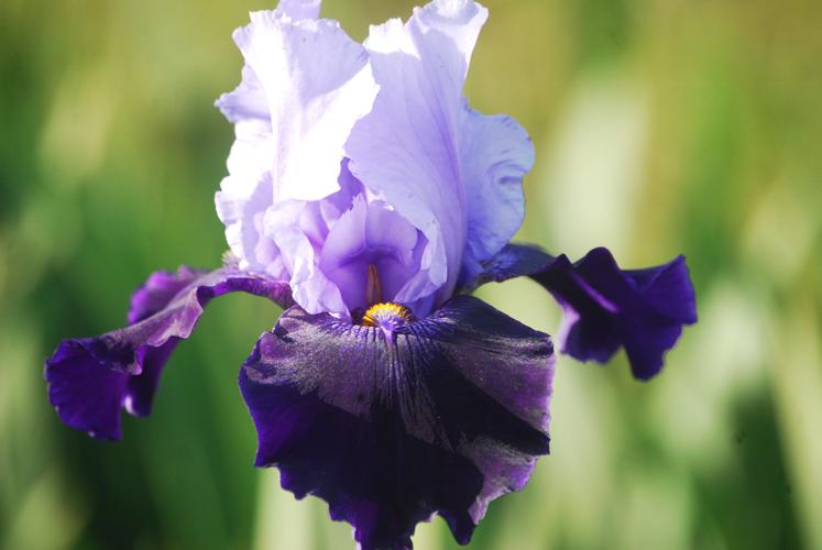 Photo of Tall Bearded Iris (Iris 'Northwest Progress') uploaded by Joy