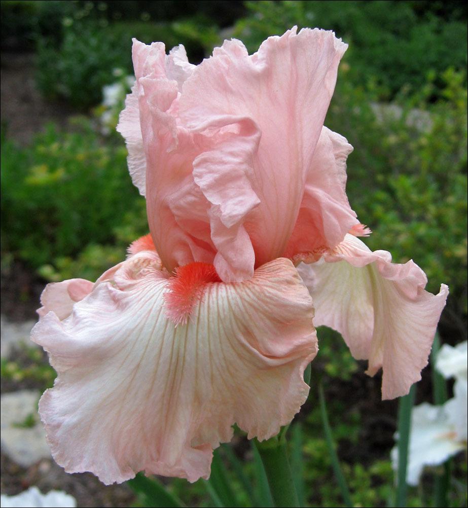 Photo of Tall Bearded Iris (Iris 'Peppermint Cream') uploaded by Polymerous