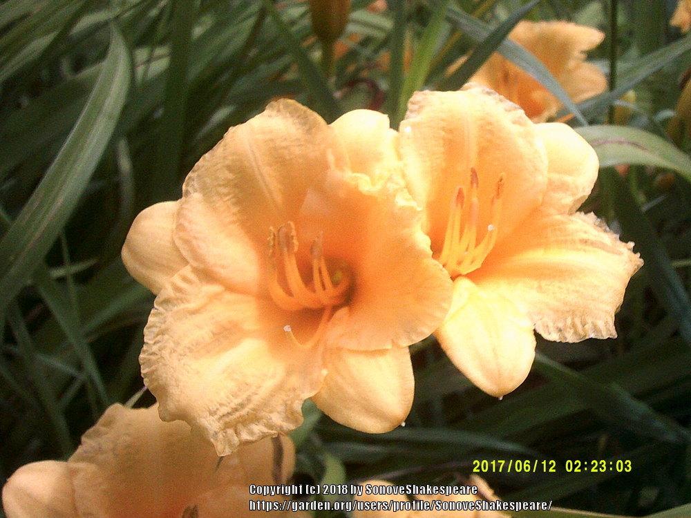 Photo of Daylily (Hemerocallis 'Stella de Oro') uploaded by SonoveShakespeare