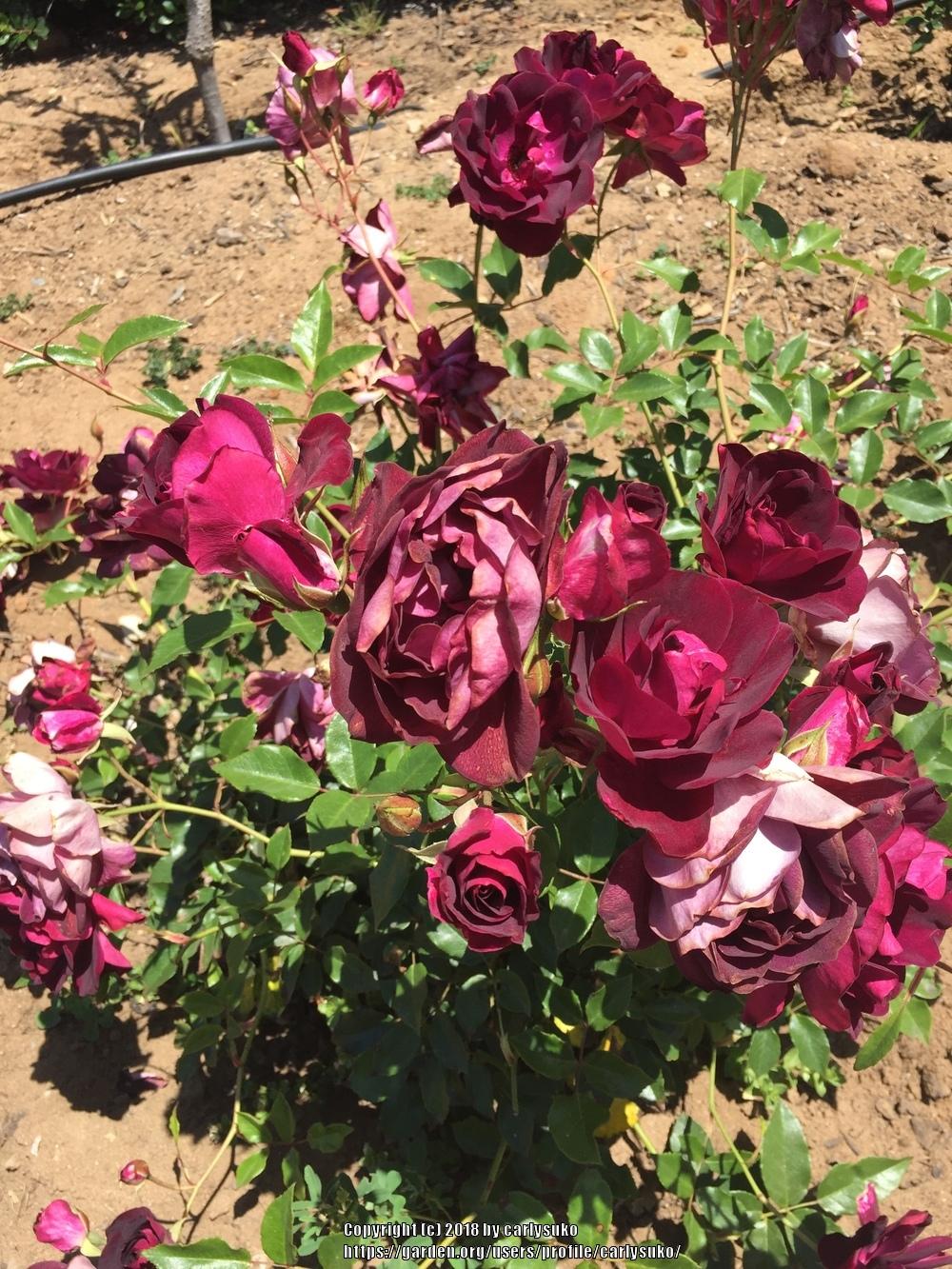 Photo of Rose (Rosa 'Burgundy Iceberg') uploaded by carlysuko