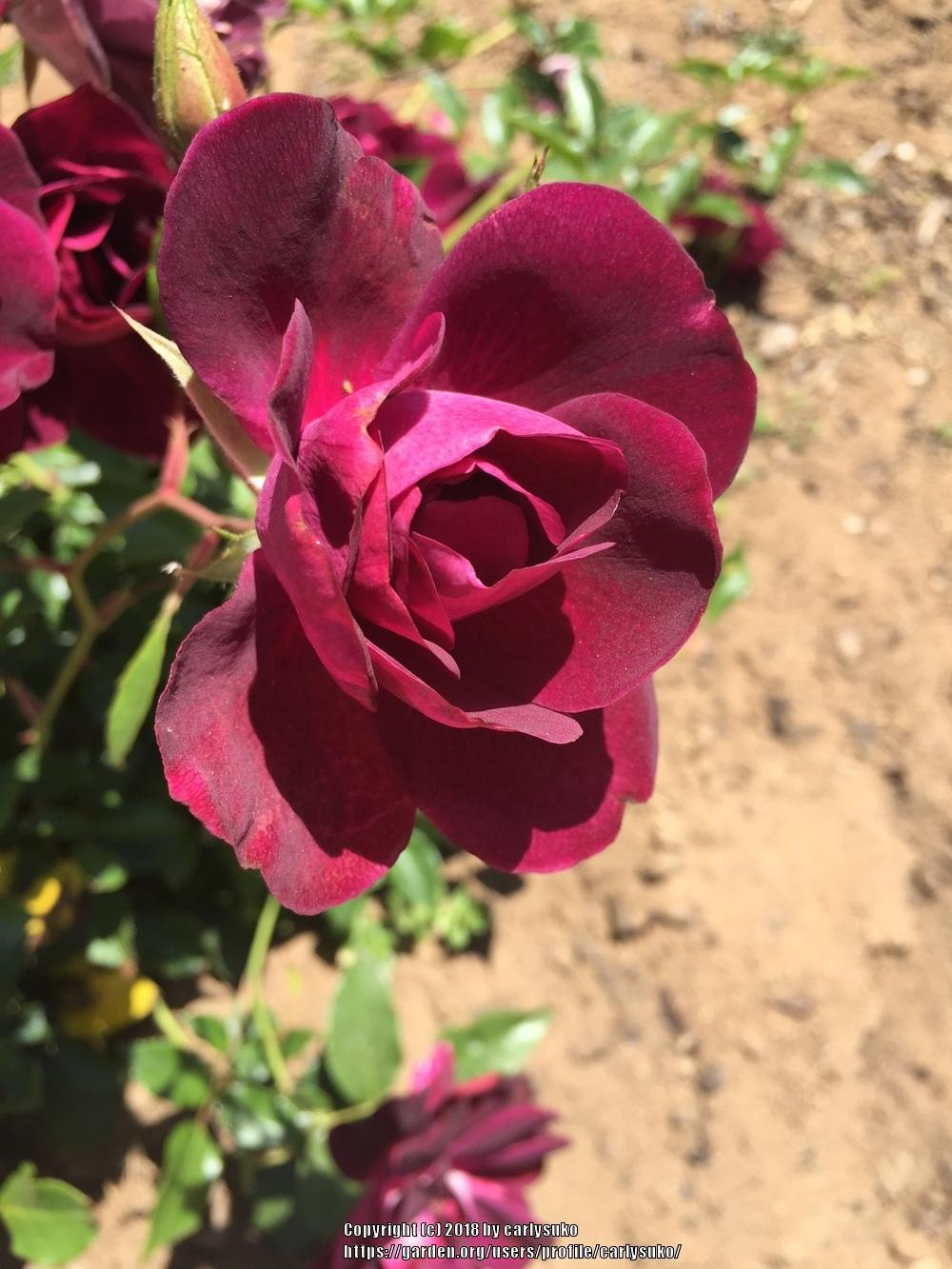 Photo of Rose (Rosa 'Burgundy Iceberg') uploaded by carlysuko