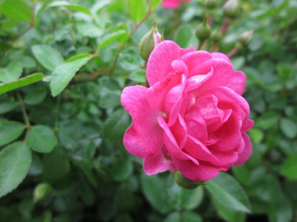 Photo of Rose (Rosa 'The Fairy, Cl.') uploaded by christinereid54
