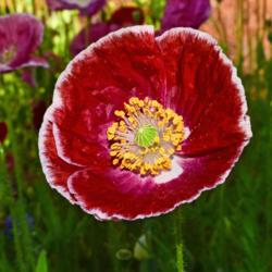 Location: Botanical Gardens of the State of Georgia...Athens, Ga
Date: 2018-04-30
Red Poppy 049