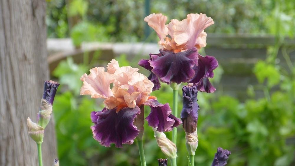 Photo of Tall Bearded Iris (Iris 'Naples') uploaded by hemeroca7