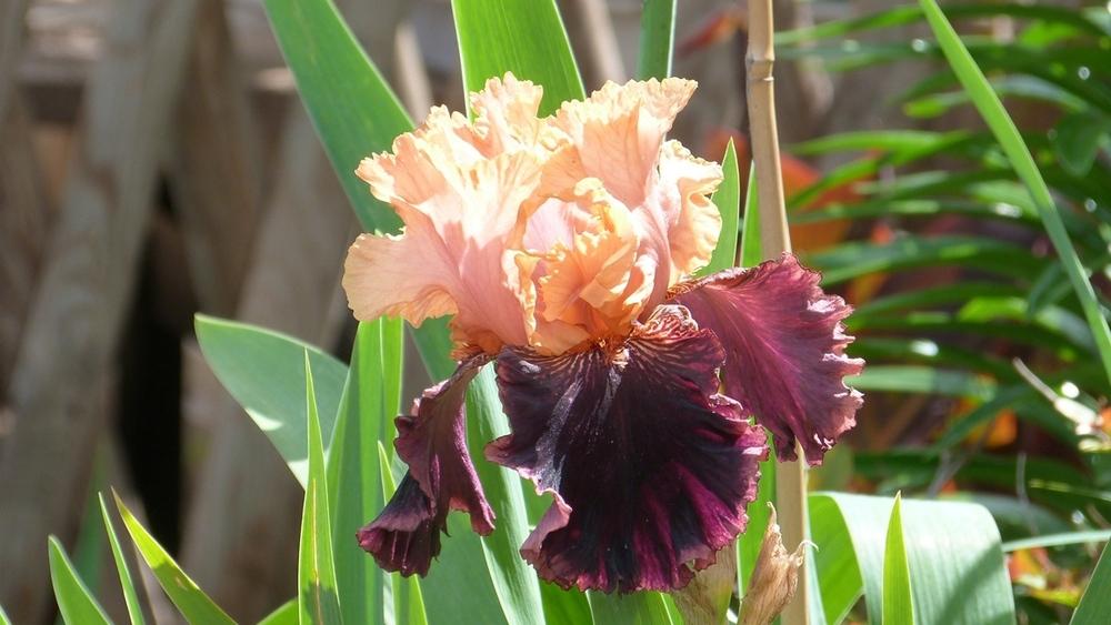 Photo of Border Bearded Iris (Iris 'Sopra il Vulcano') uploaded by hemeroca7