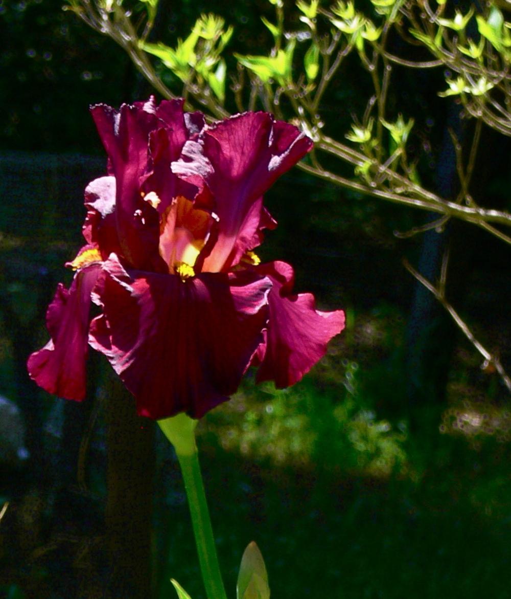 Photo of Tall Bearded Iris (Iris 'Grateful Red') uploaded by janwax
