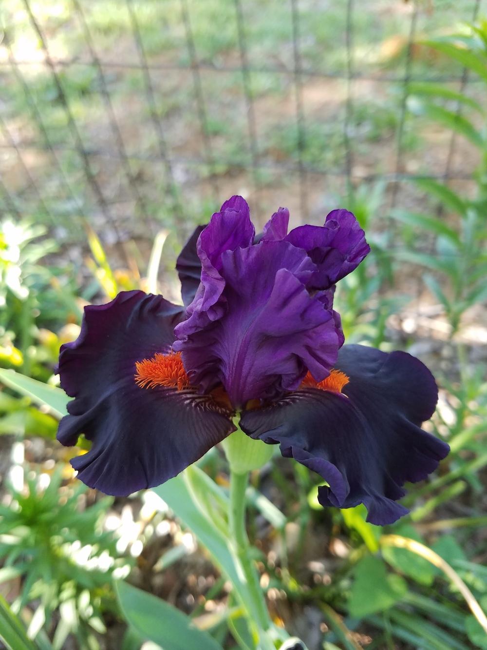 Photo of Tall Bearded Iris (Iris 'Sharp Dressed Man') uploaded by of_Sunshine