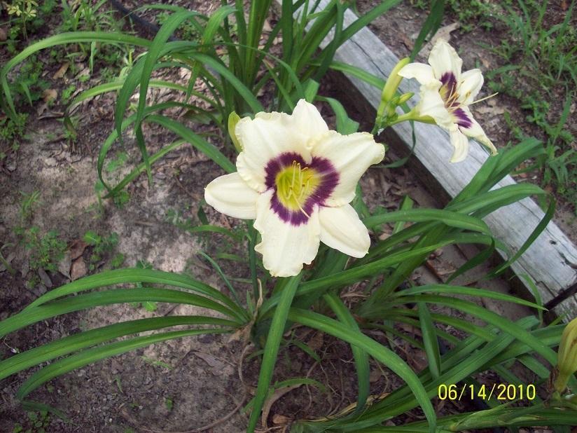 Photo of Daylilies (Hemerocallis) uploaded by thomasjones2266