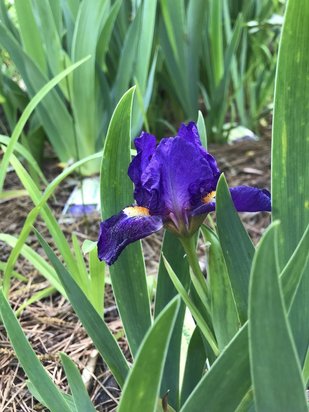 Photo of Standard Dwarf Bearded Iris (Iris 'Cliche') uploaded by urania1