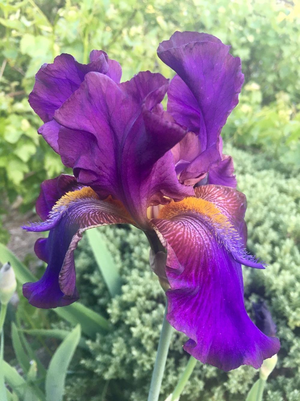 Photo of Tall Bearded Iris (Iris 'Mescalero Chief') uploaded by Calif_Sue