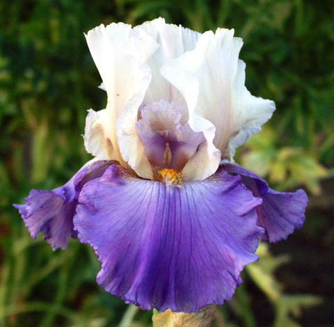 Photo of Tall Bearded Iris (Iris 'Bolder Boulder') uploaded by Joy