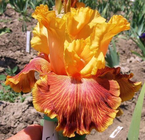 Photo of Tall Bearded Iris (Iris 'Bottle Rocket') uploaded by Joy