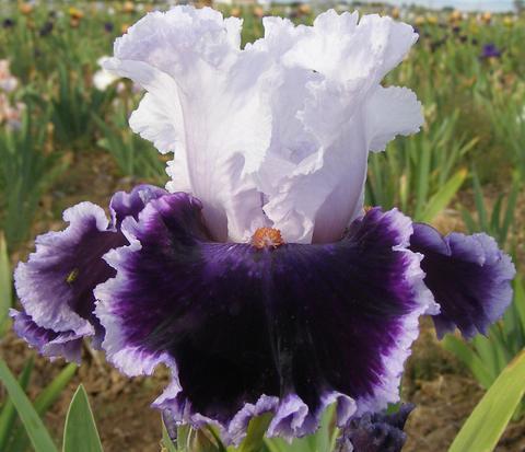 Photo of Tall Bearded Iris (Iris 'Bravery') uploaded by Joy