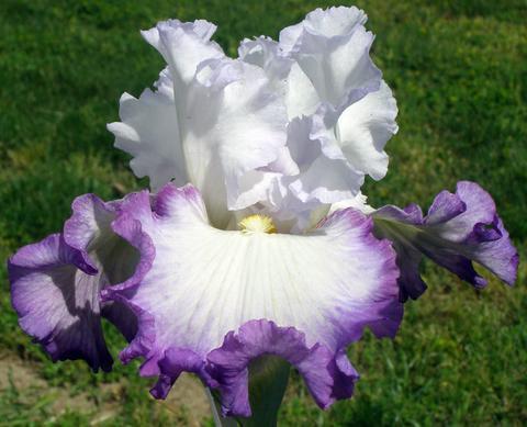 Photo of Tall Bearded Iris (Iris 'Center Ice') uploaded by Joy