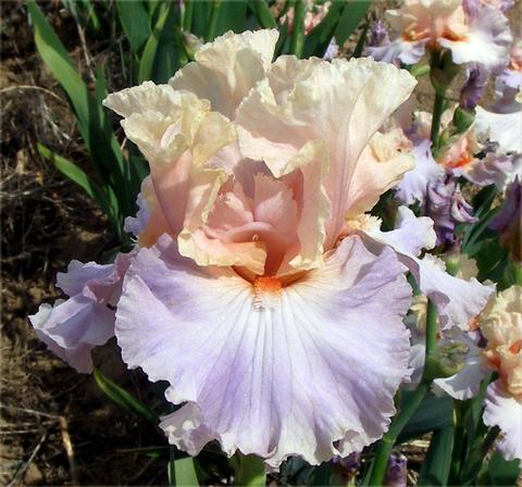 Photo of Tall Bearded Iris (Iris 'Blush of Pink') uploaded by Joy