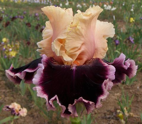 Photo of Tall Bearded Iris (Iris 'Dazzle') uploaded by Joy
