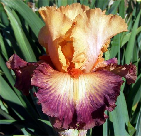 Photo of Tall Bearded Iris (Iris 'Brazilian Art') uploaded by Joy